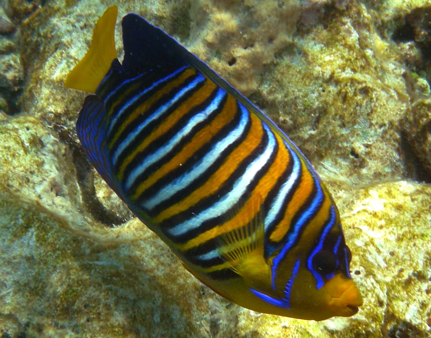 Regal Angelfish