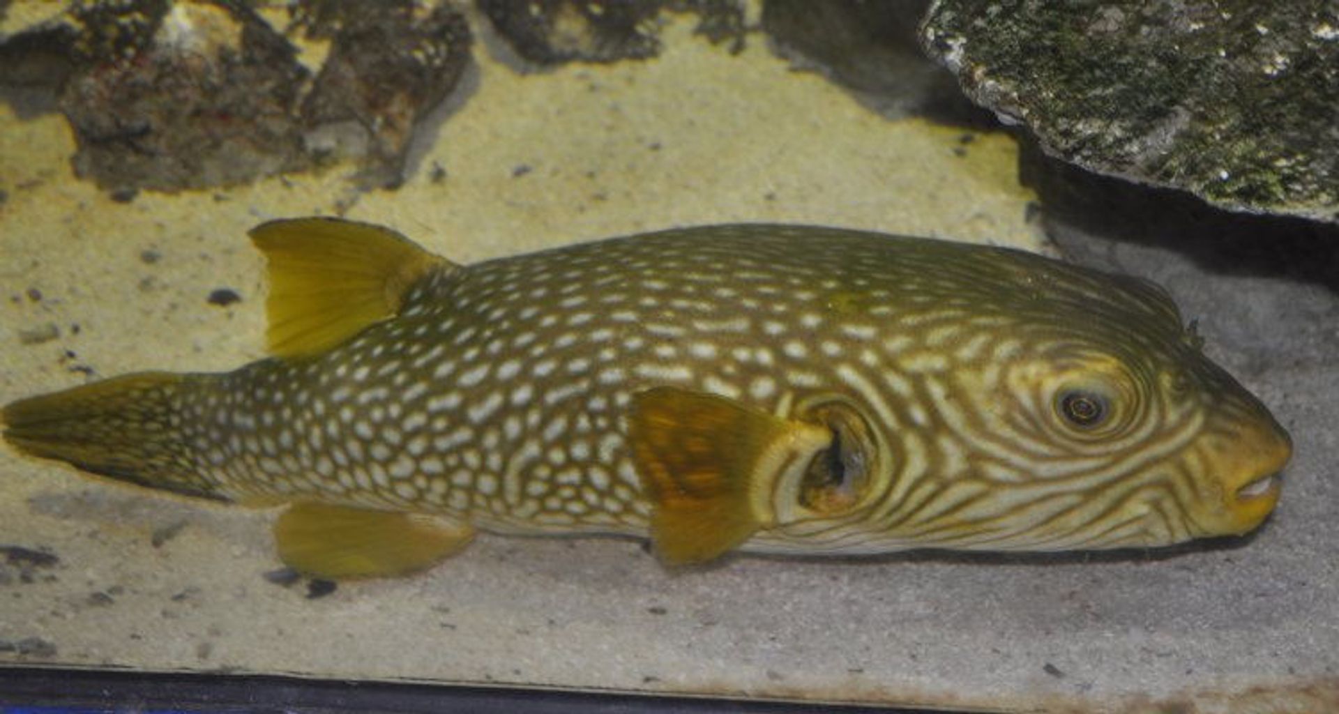 Reticulated Puffer