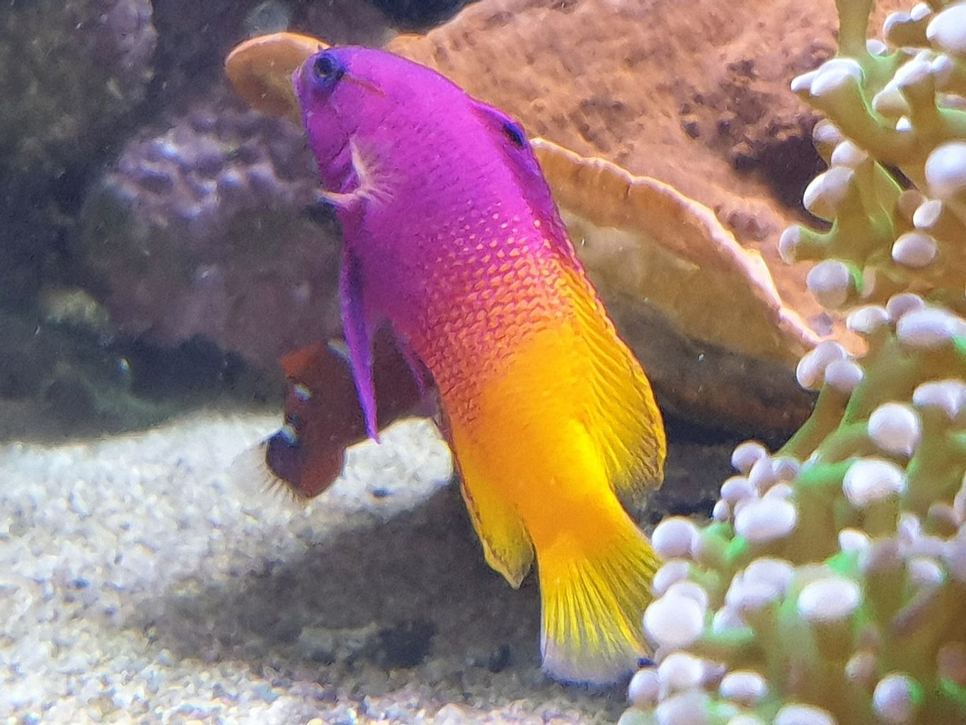 Royal Gramma Basslet