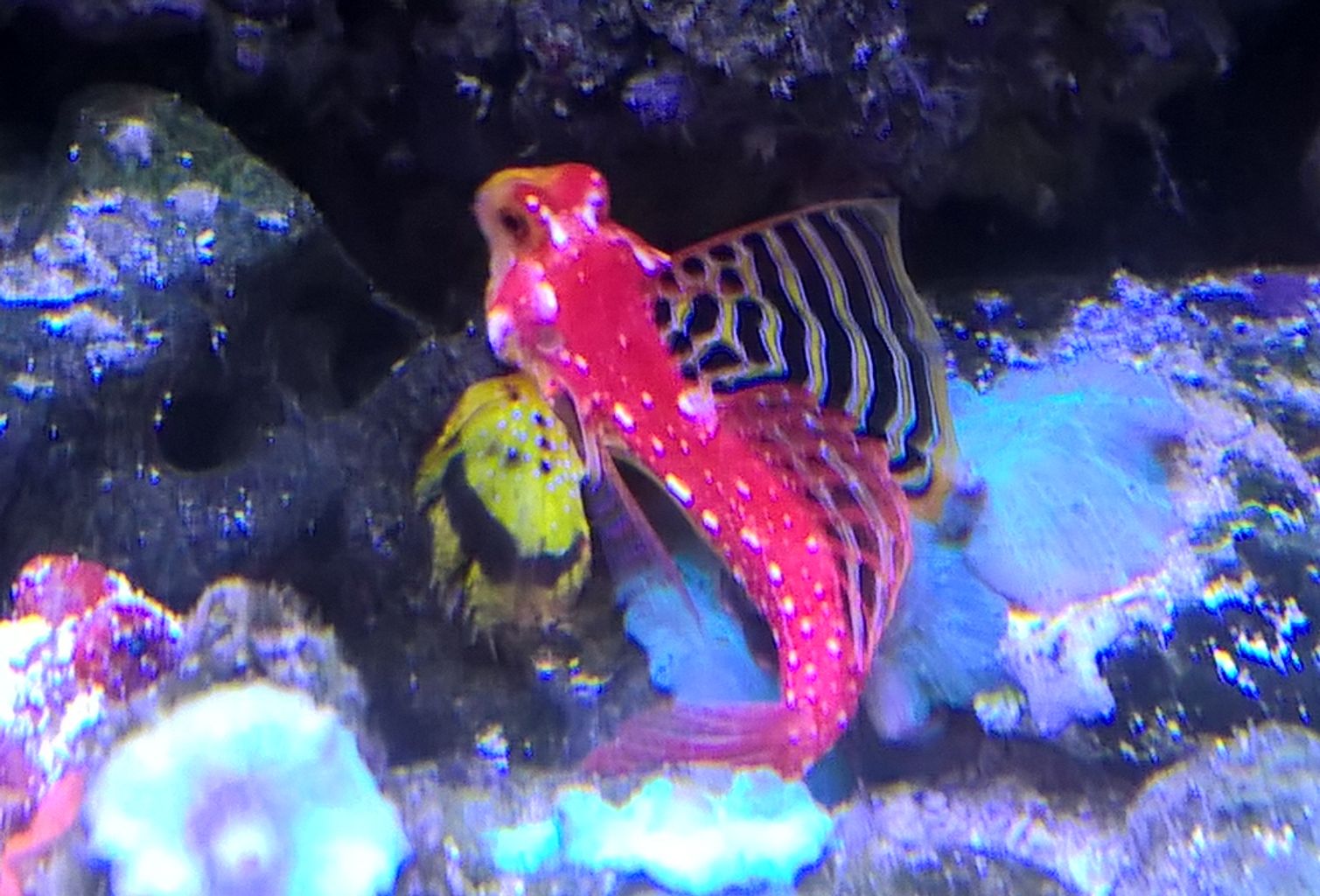 Ruby Red Dragonet