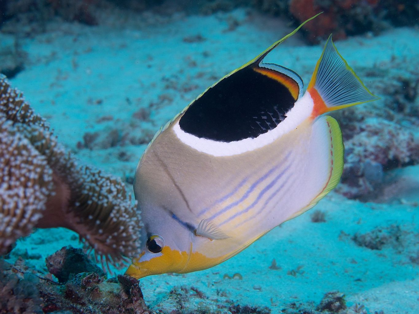 Saddleback Butterflyfish