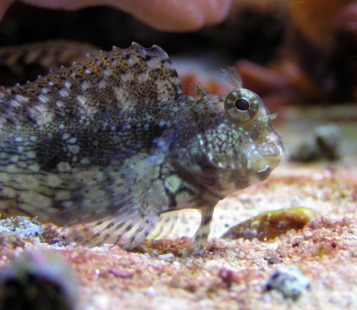 Sailfin Blenny