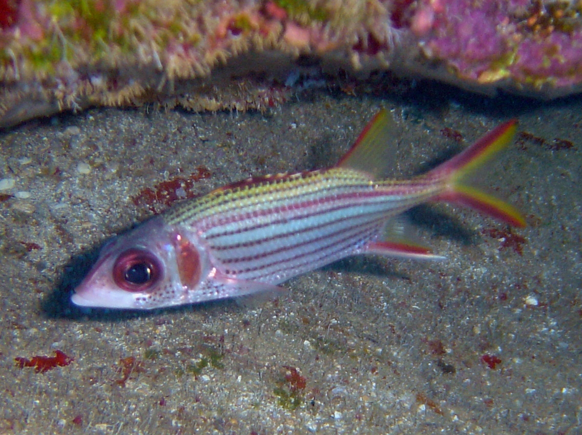 Sammara Squirrelfish