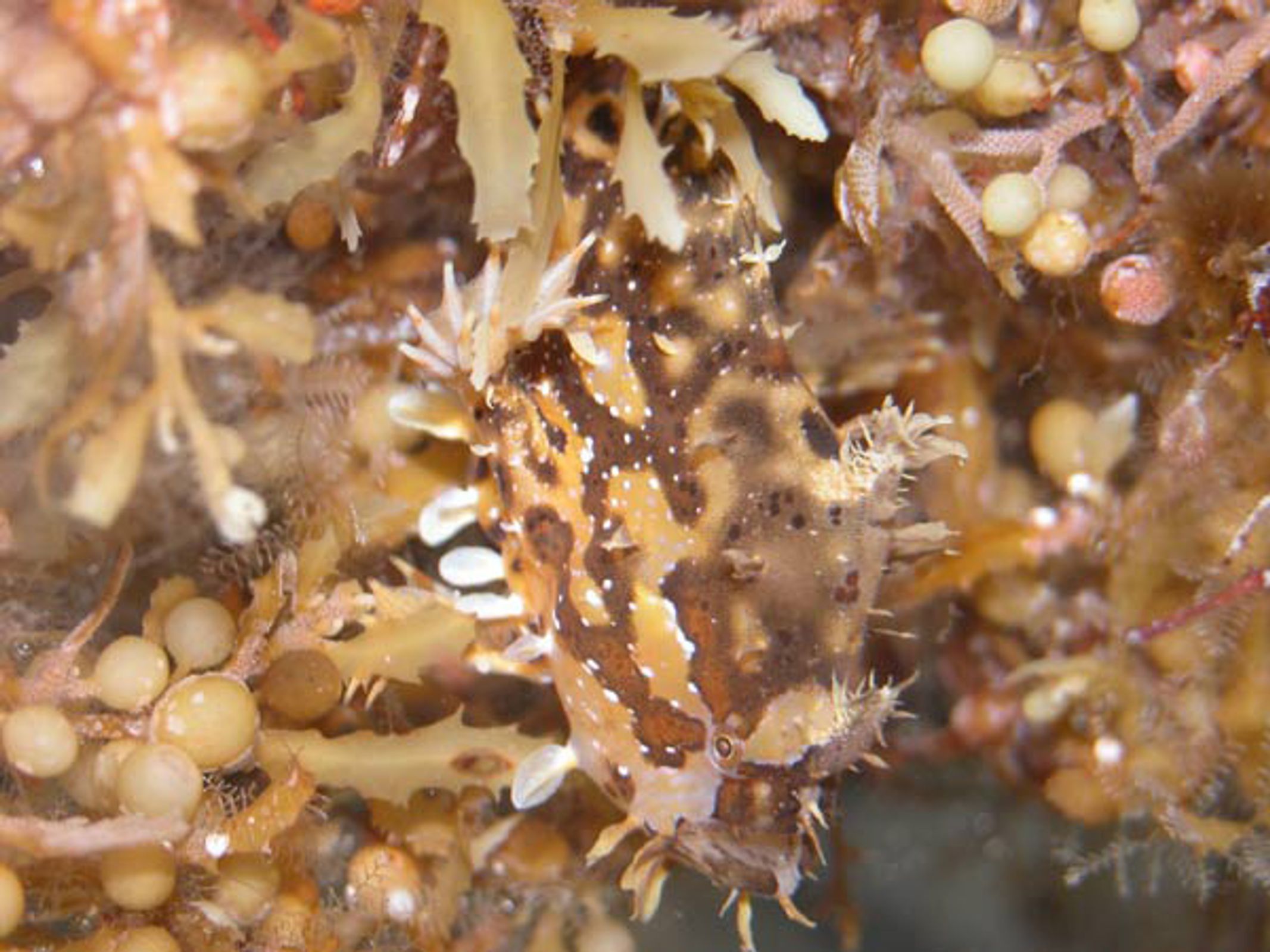 Sargassum database.fish