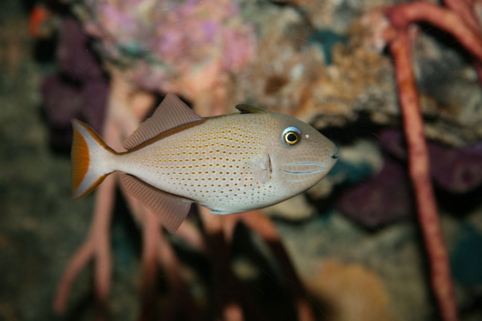 Sargassum Triggerfish