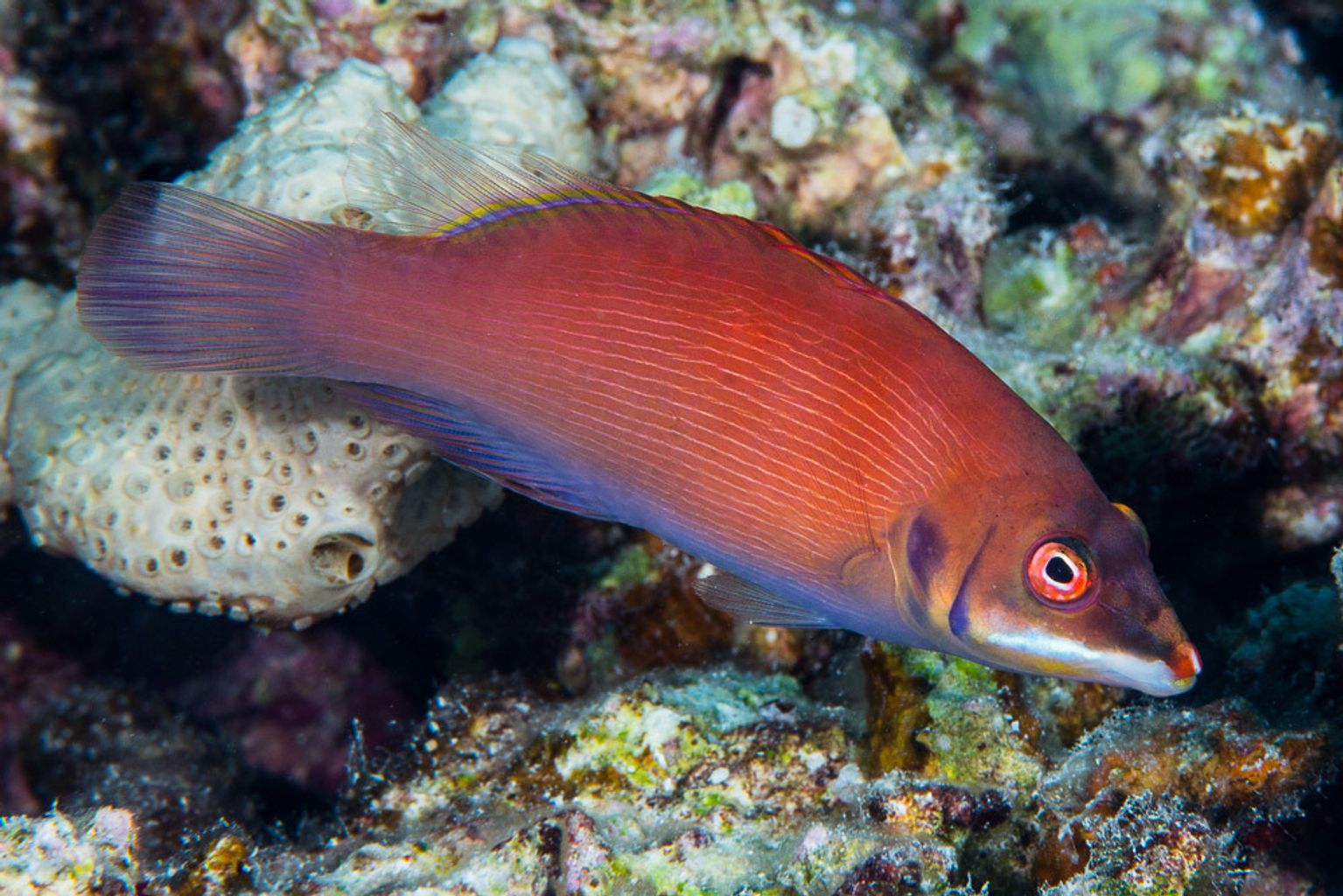 Scarlet Pin Stripe Wrasse