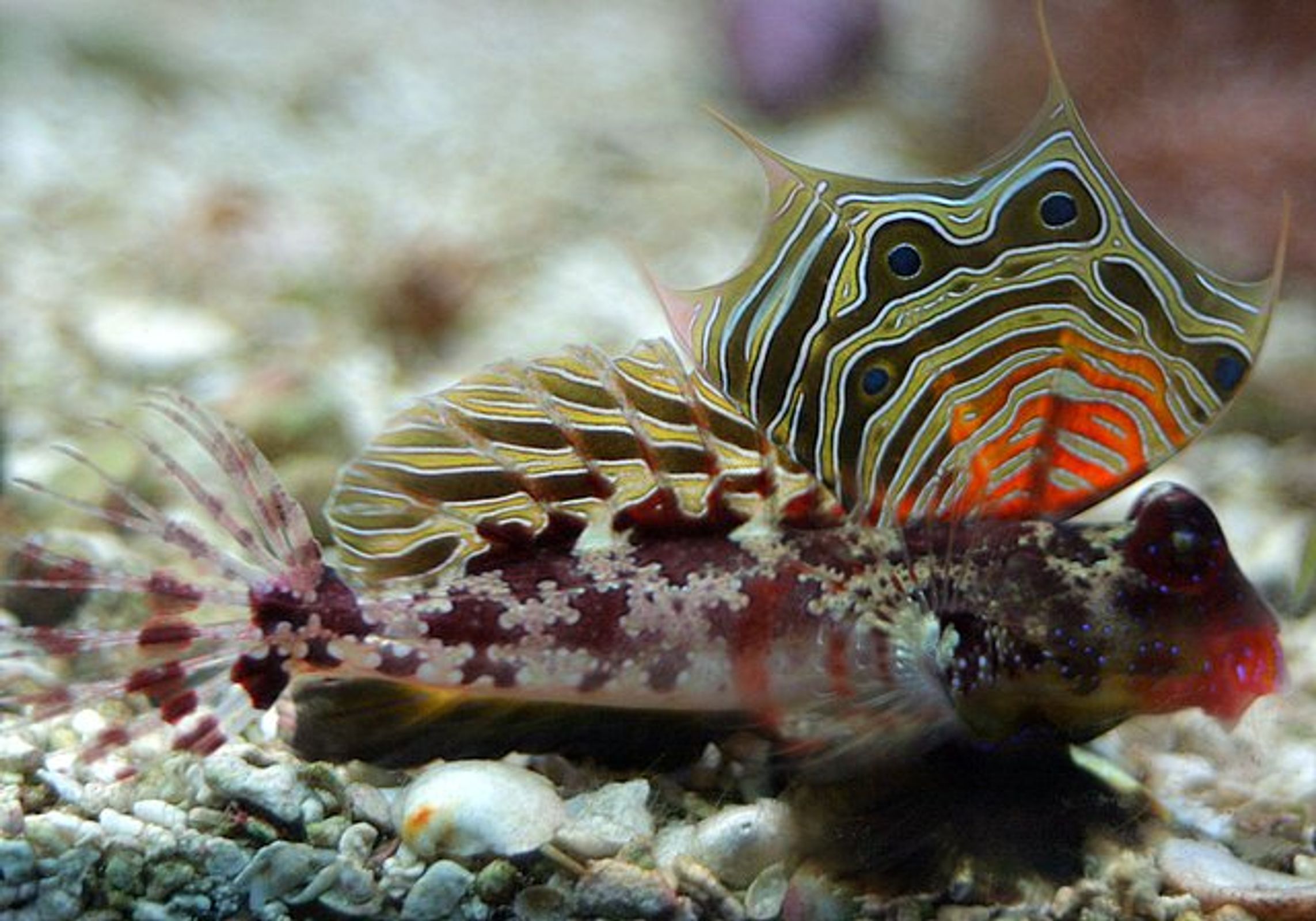 Scooter Blenny | database.fish