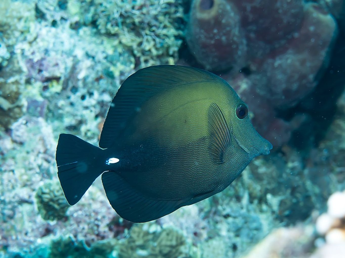 Scopas Tang