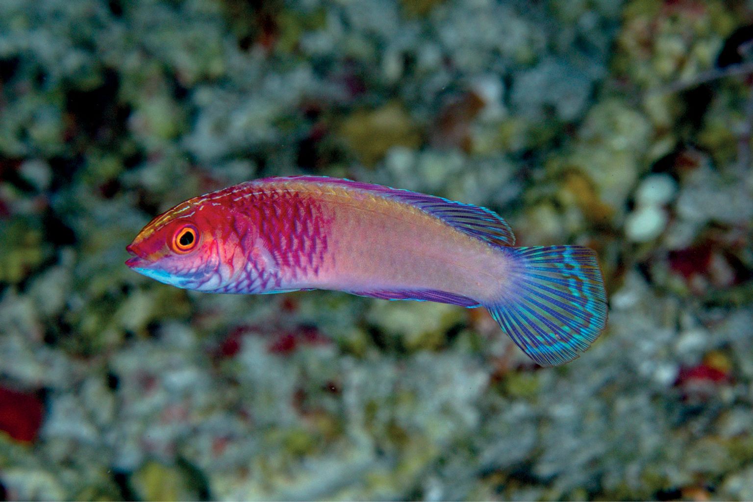 Scott's Fairy Wrasse