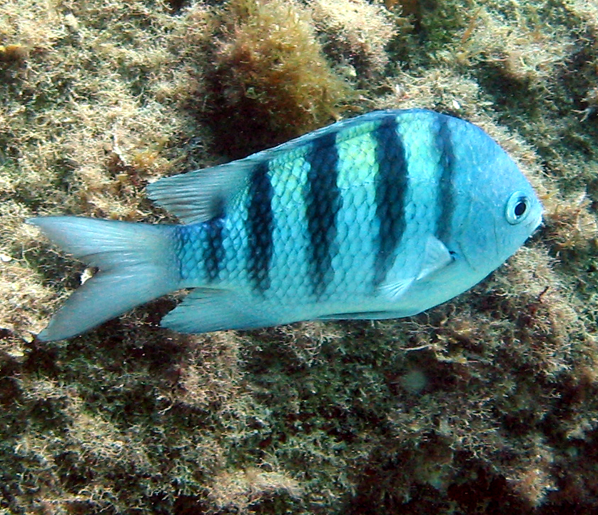 Sergeant Major Damselfish