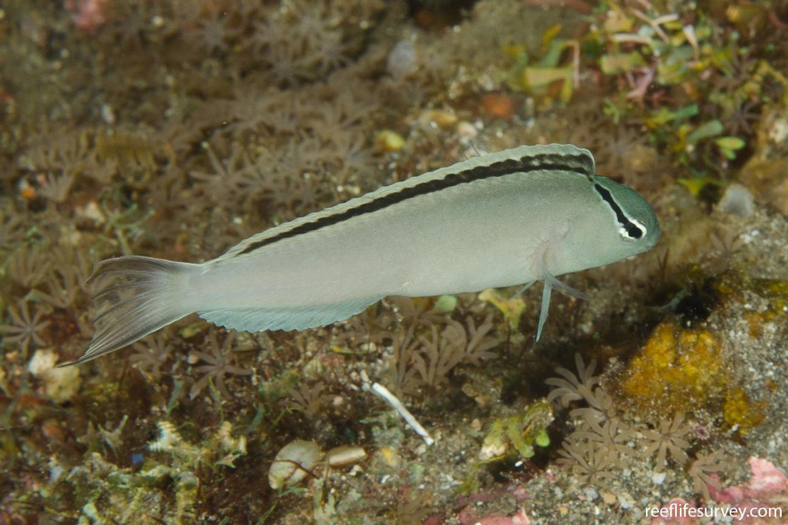 Smith's Blenny