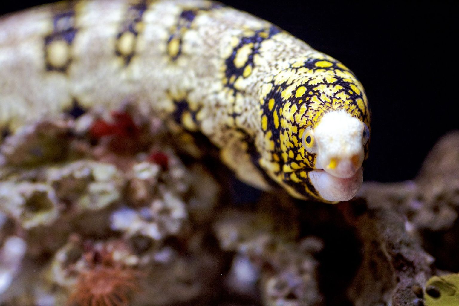 Snowflake Eel