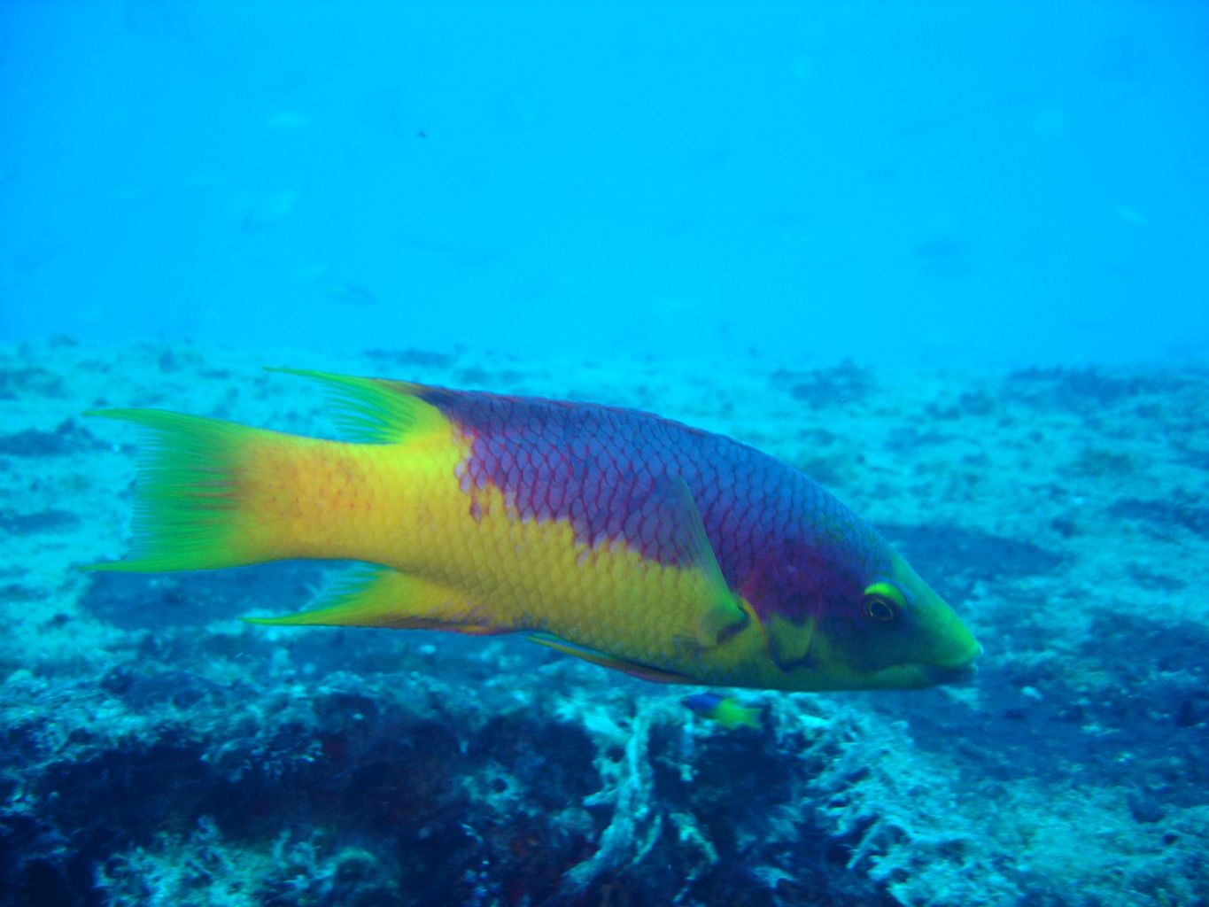 Spanish Hogfish