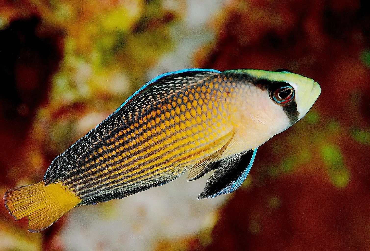 Splendid Dottyback