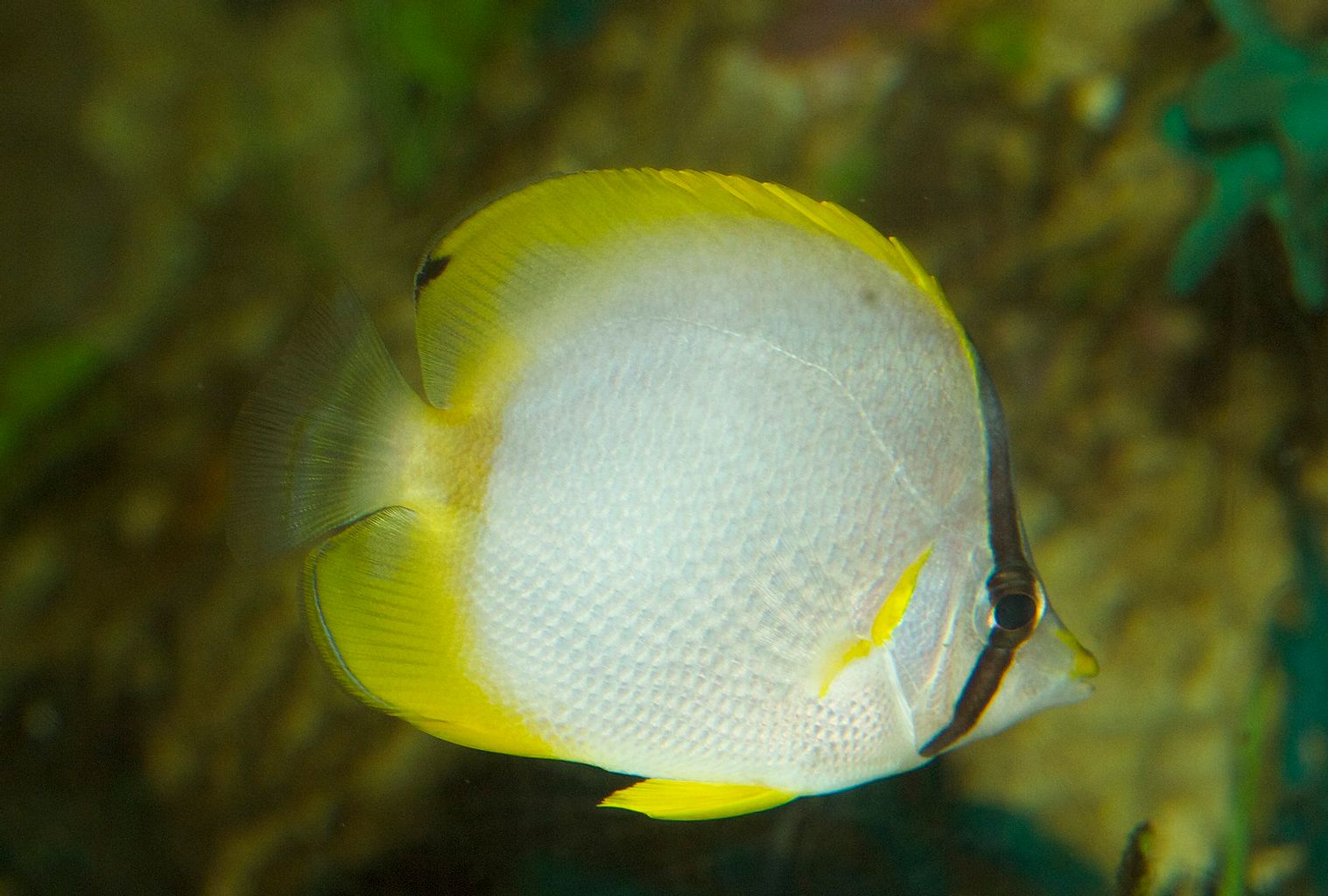 Spotfin Butterflyfish