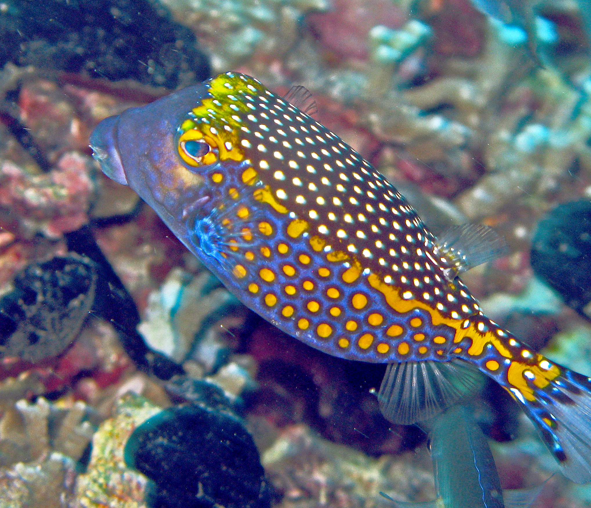Spotted Boxfish
