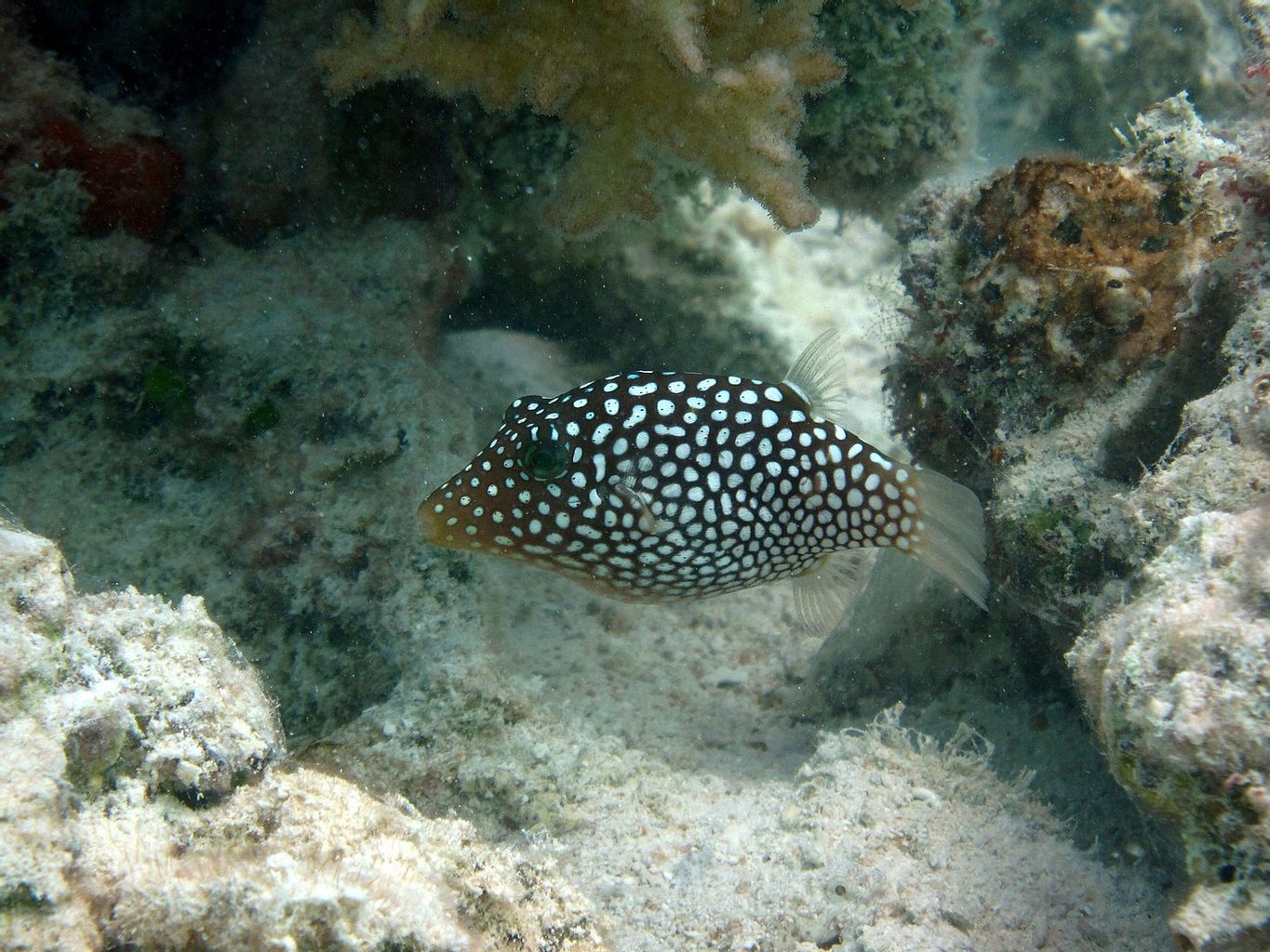 Spotted Puffer