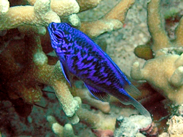 Springeri Damselfish