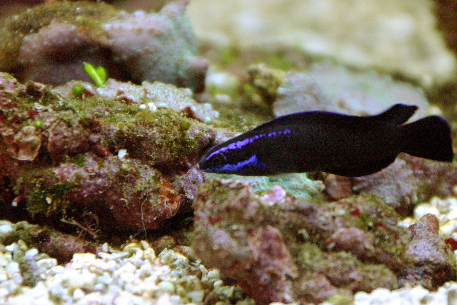 Springeri Dottyback