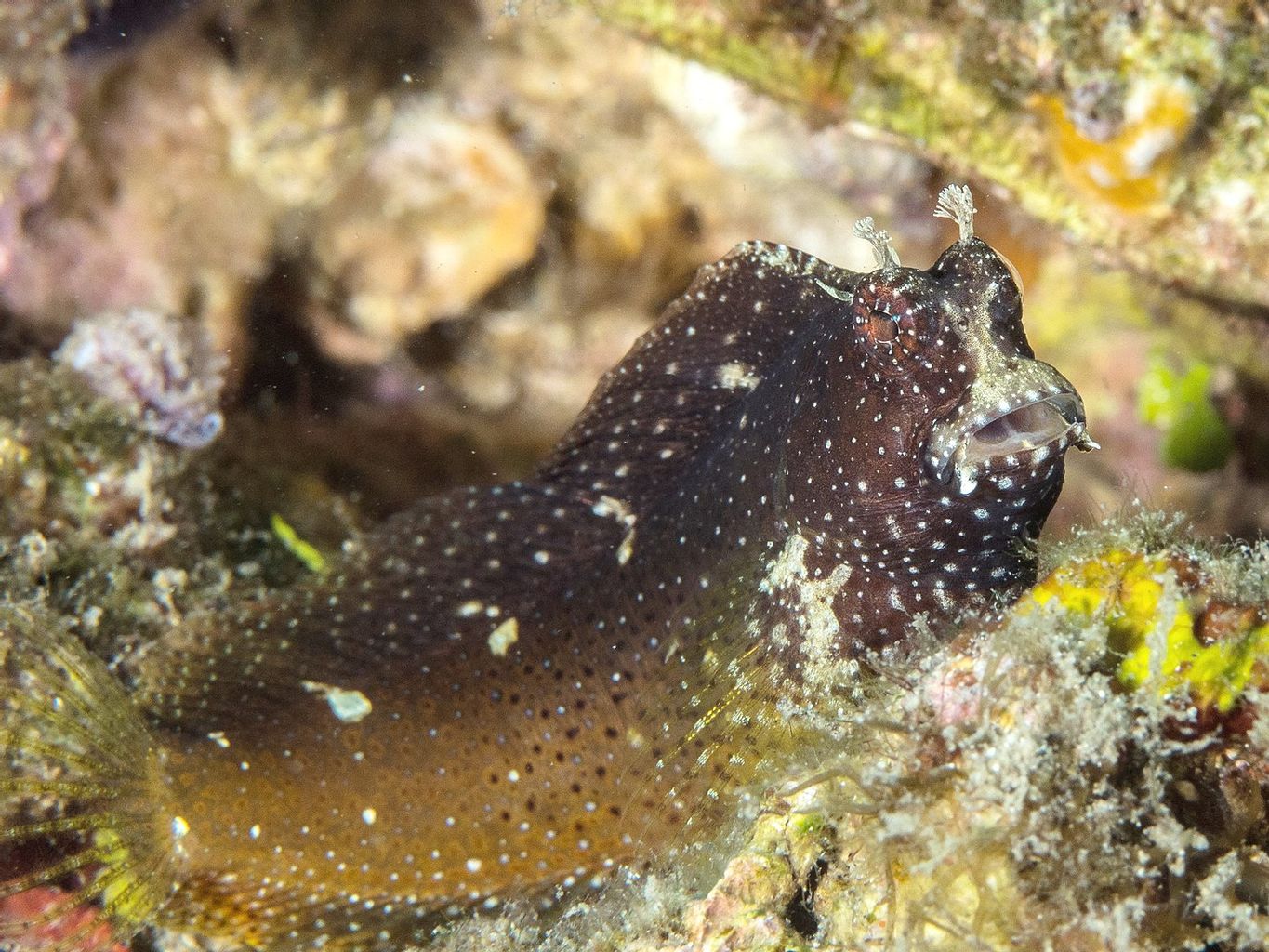 Starry Blenny