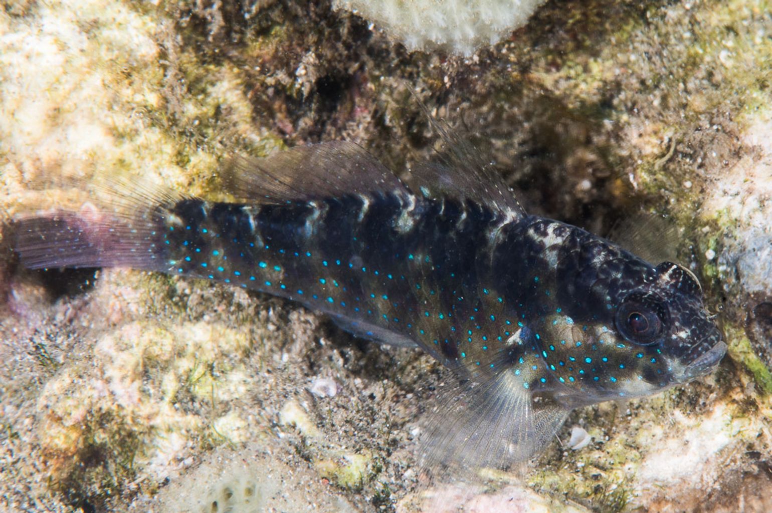 Starry Goby