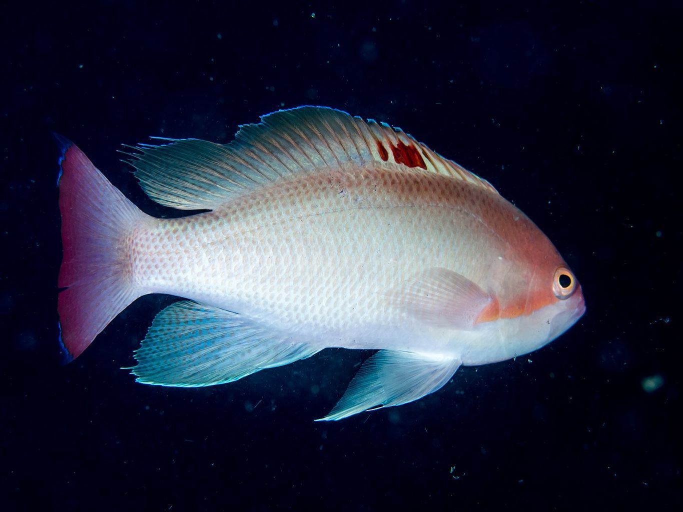 Stocky Anthias