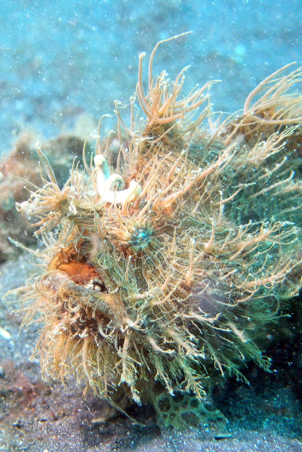 Striated Anglerfish