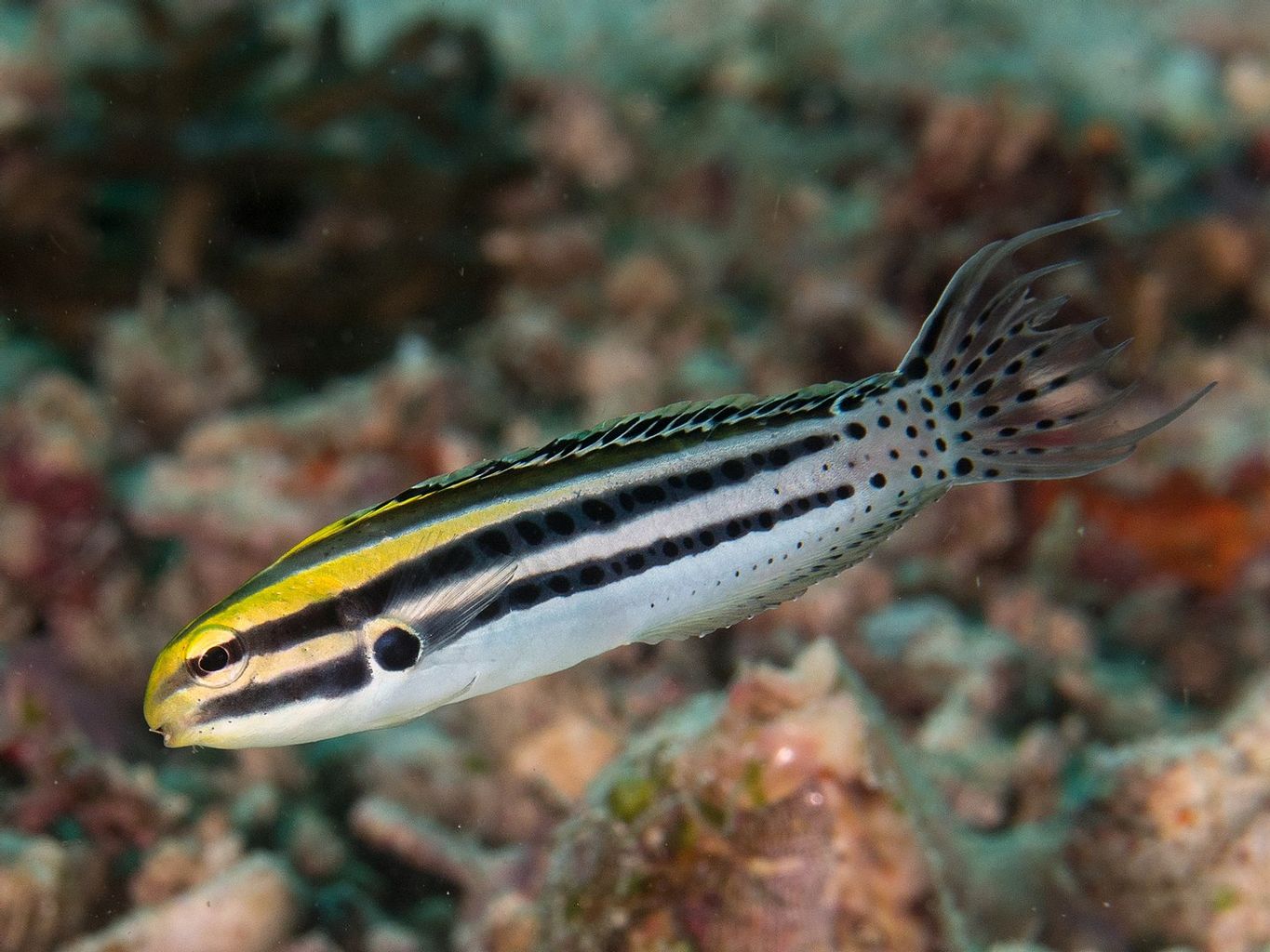 Striped Blenny