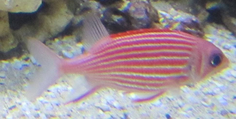 Striped Squirrelfish