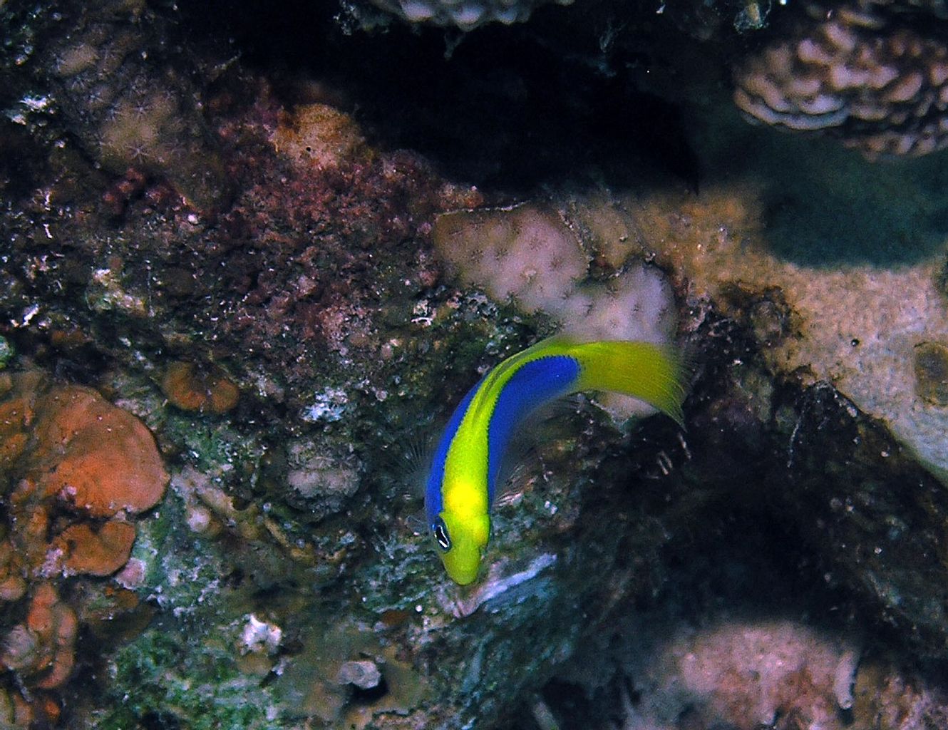 Sunrise Dottyback