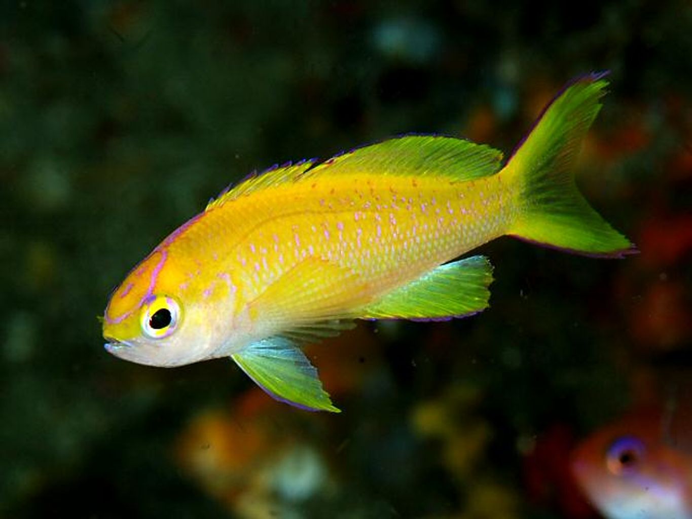 Sunset Anthias