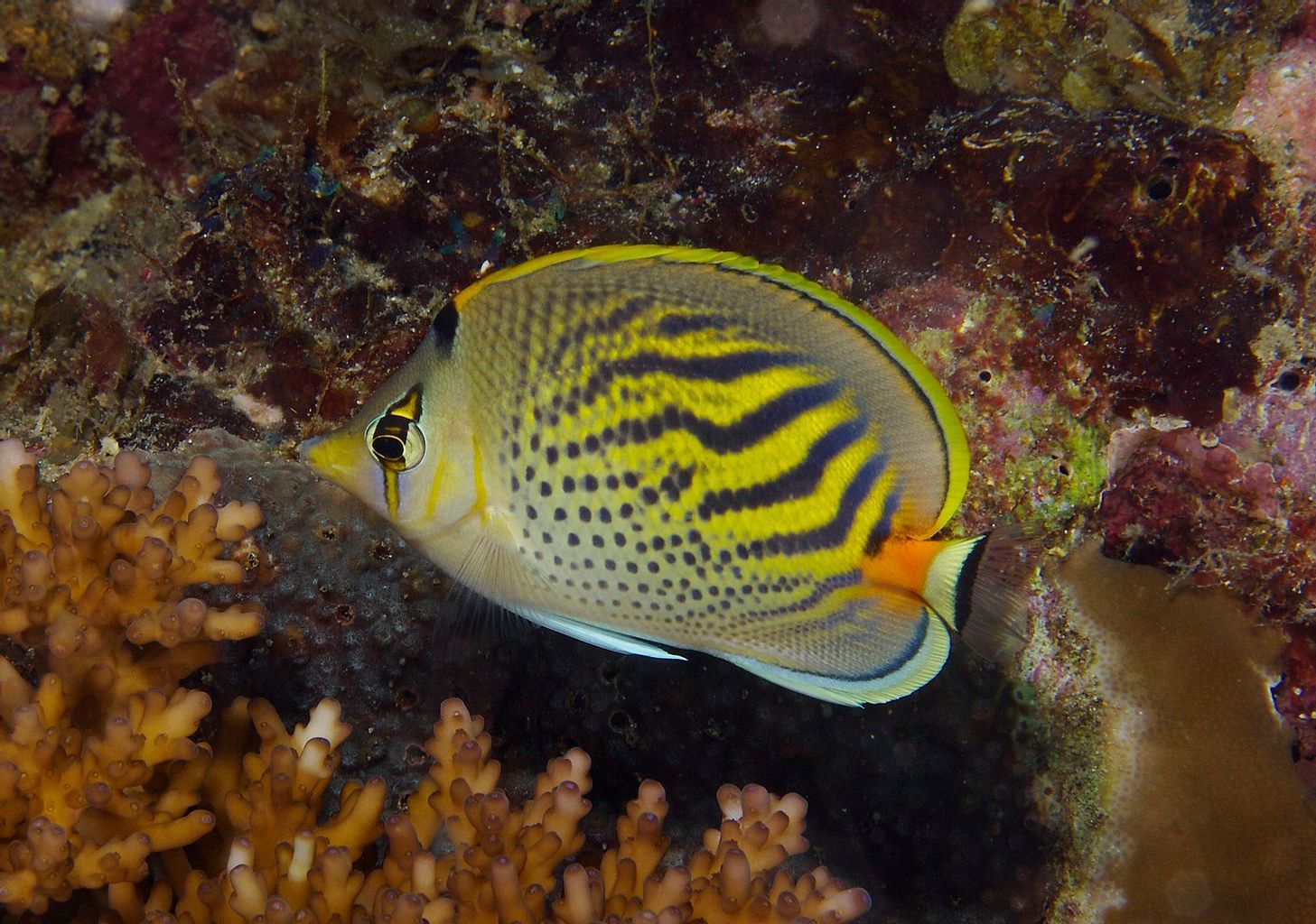 Sunset Butterflyfish