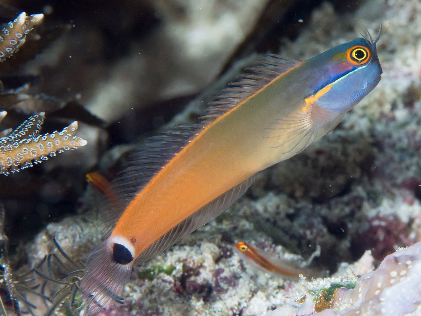 Tail Spot Blenny