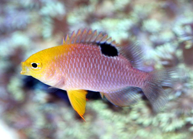 Talbot's Damselfish