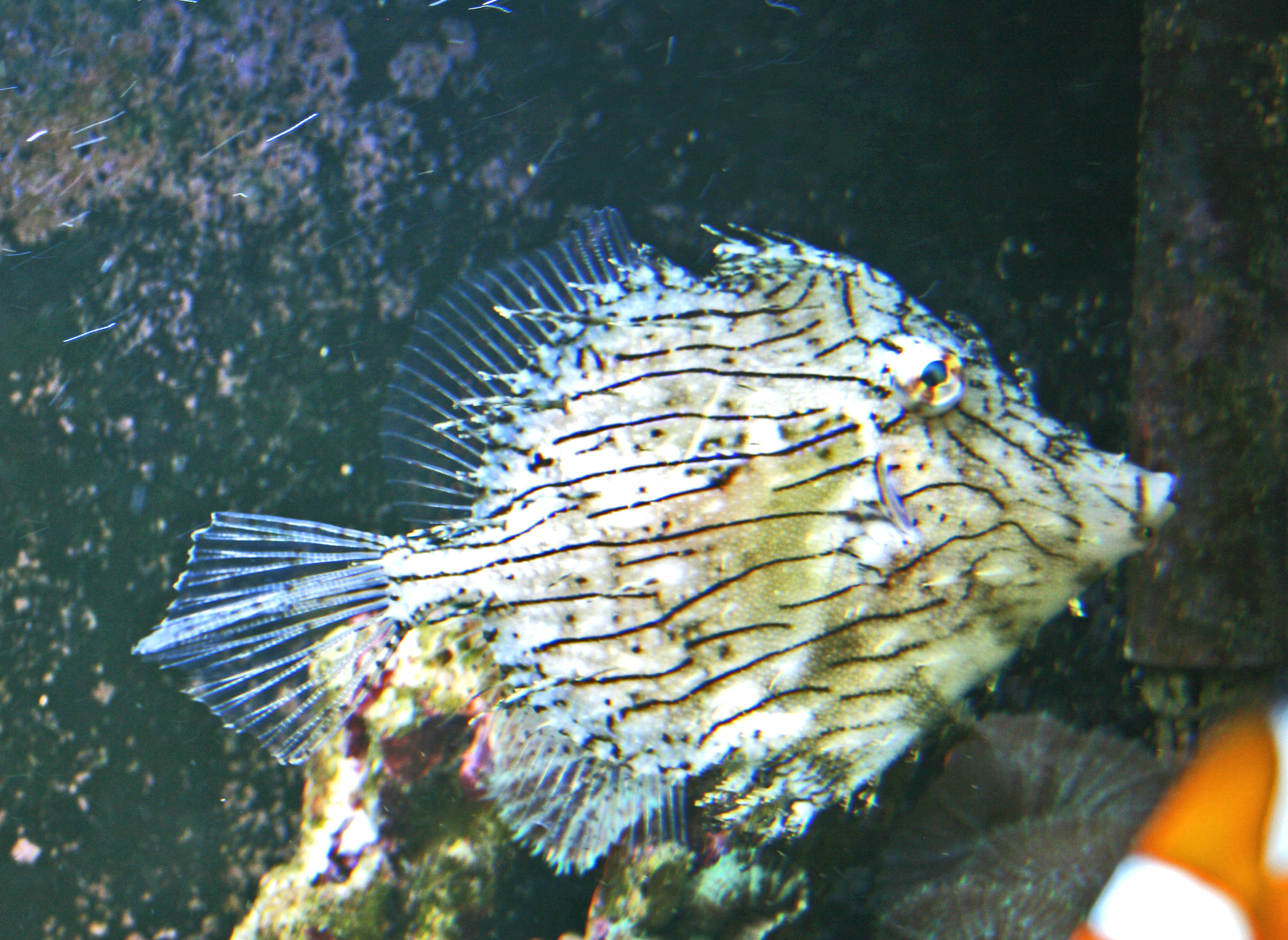 Tassled Filefish