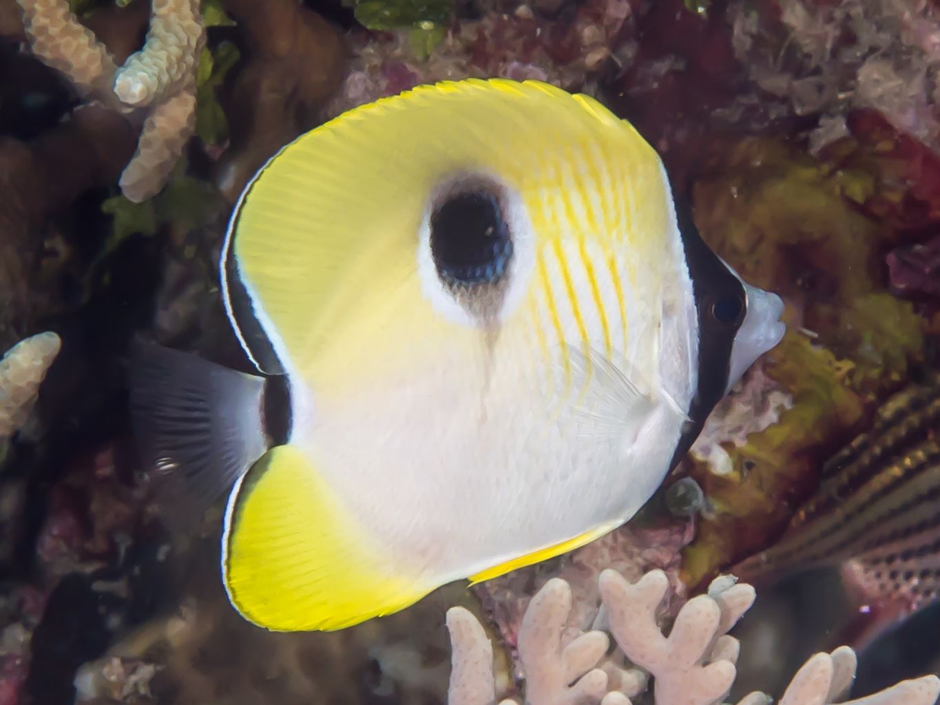 Tear Drop Butterflyfish