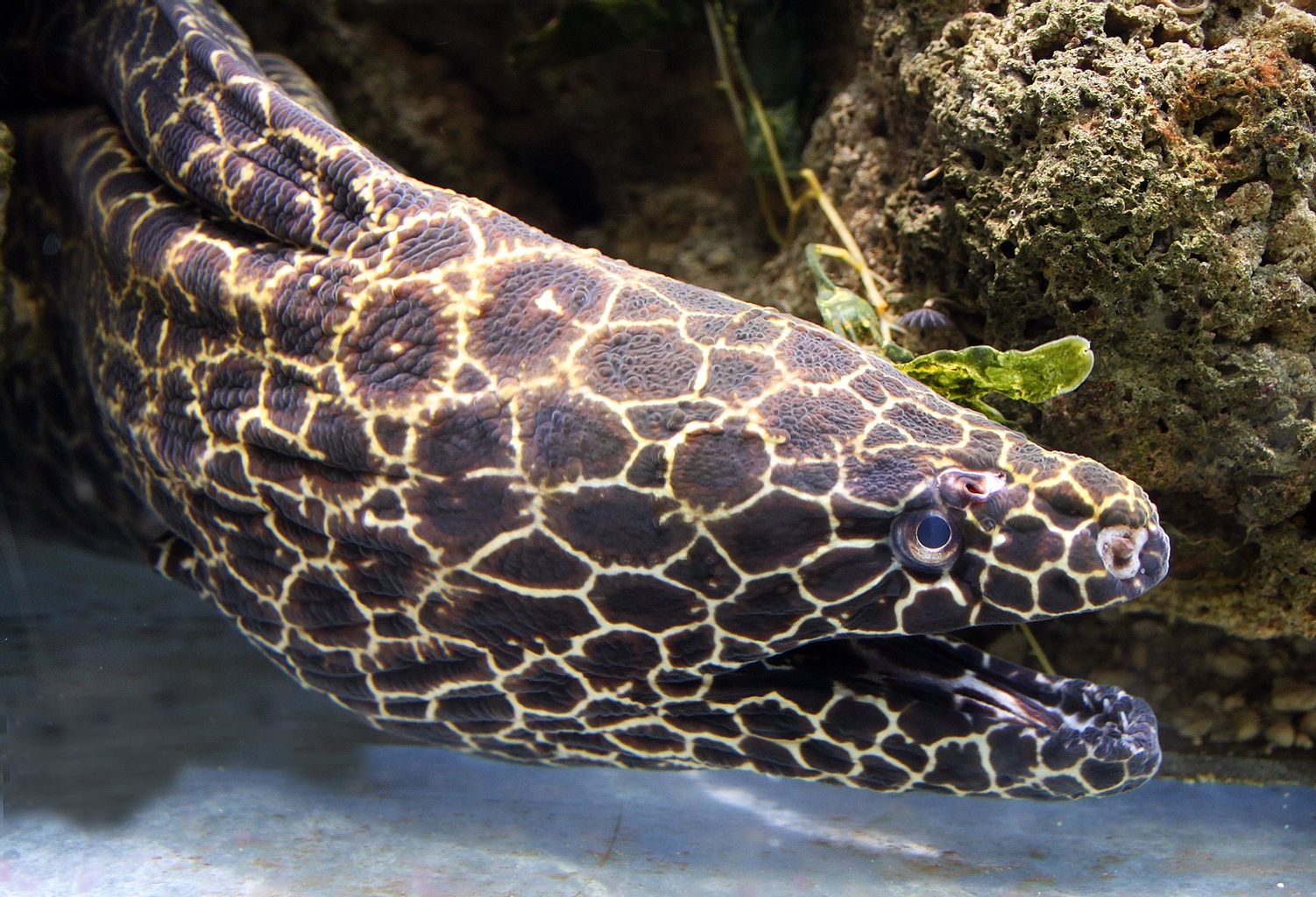 Tessalata Eel