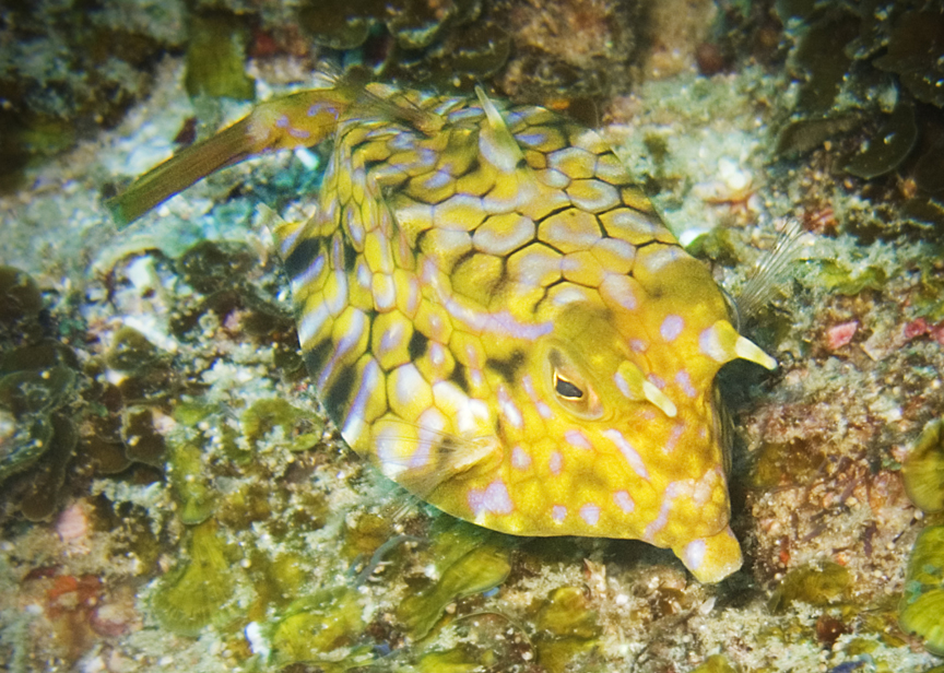 Thornback Cowfish