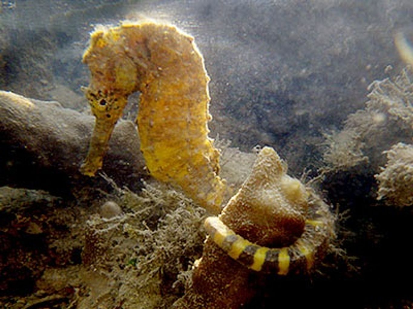 Tigertail Seahorse