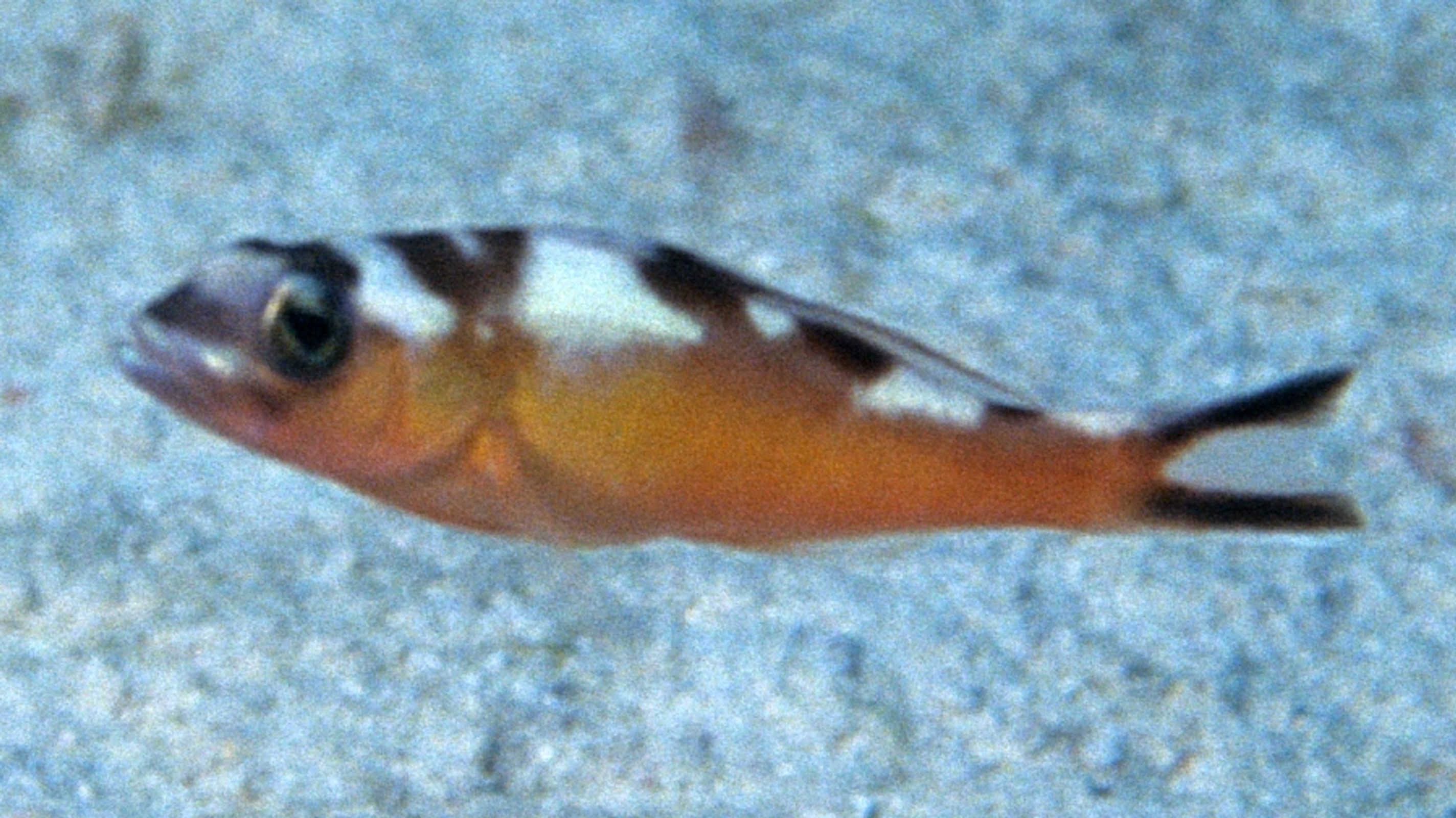 Tobacco Basslet database.fish