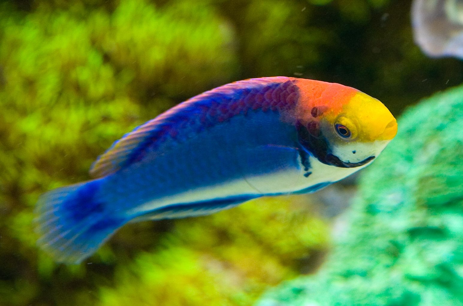 Tricolor Fairy Wrasse