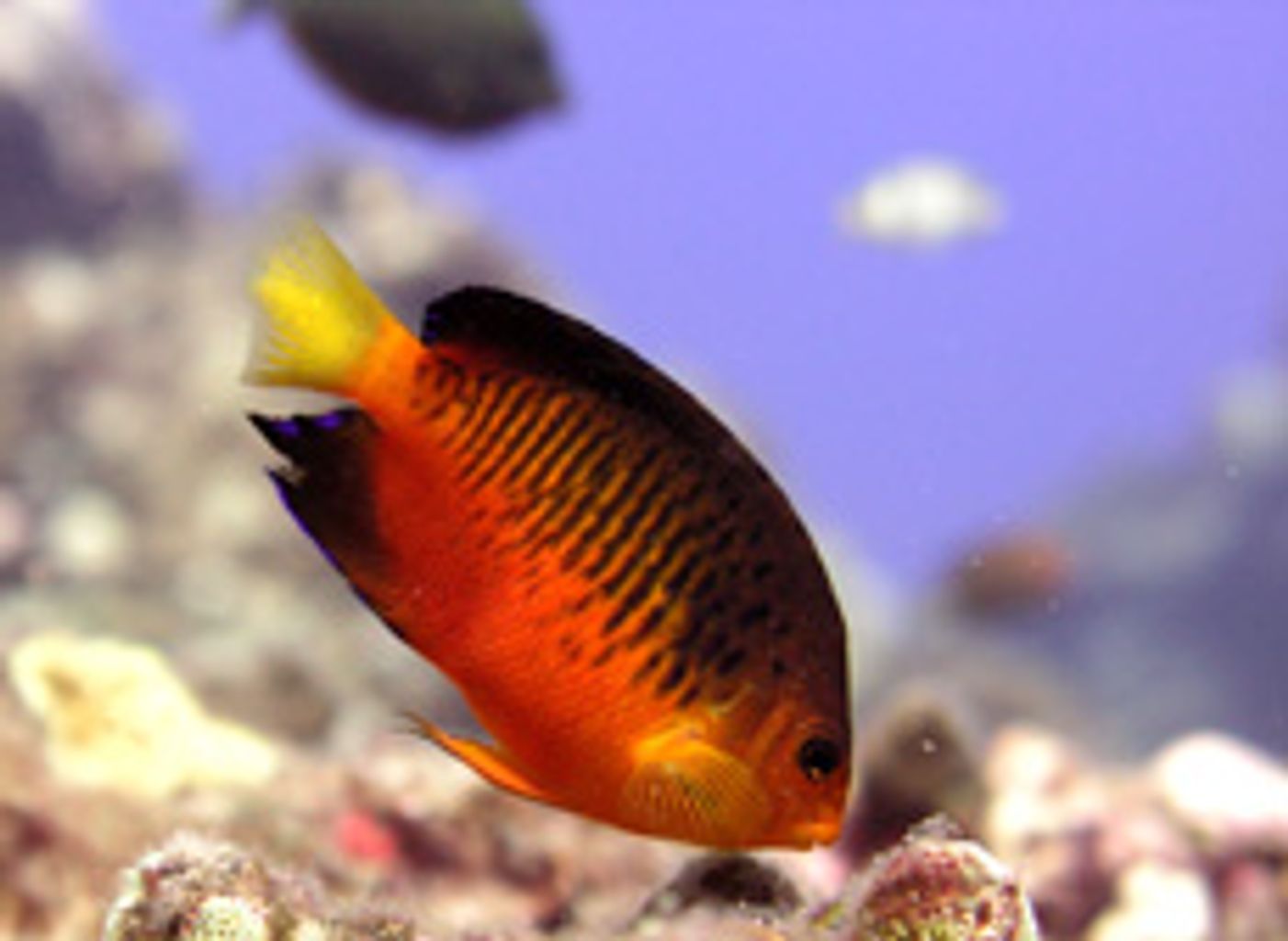 True Shepherd's Angelfish