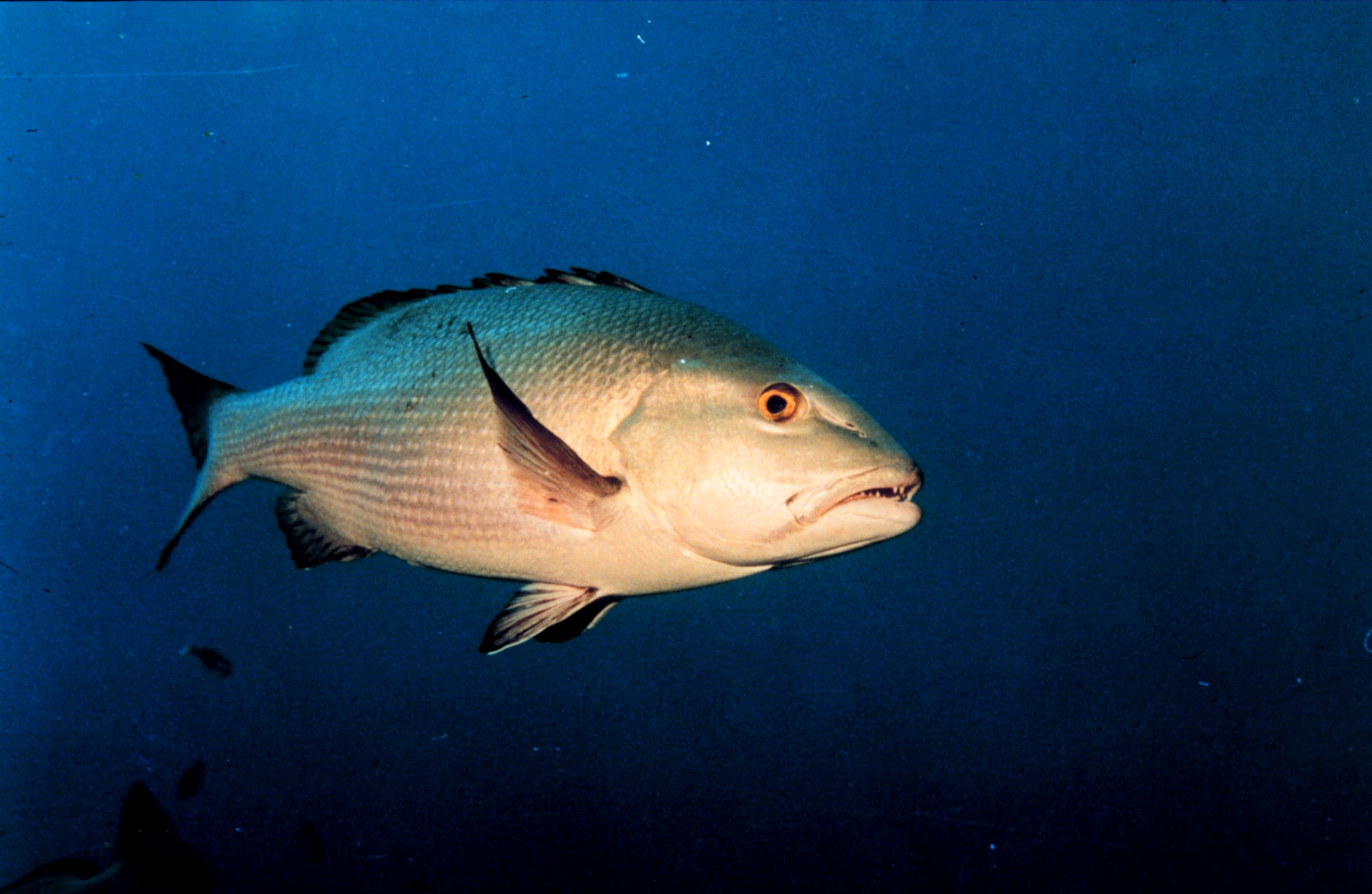Twinspot Snapper