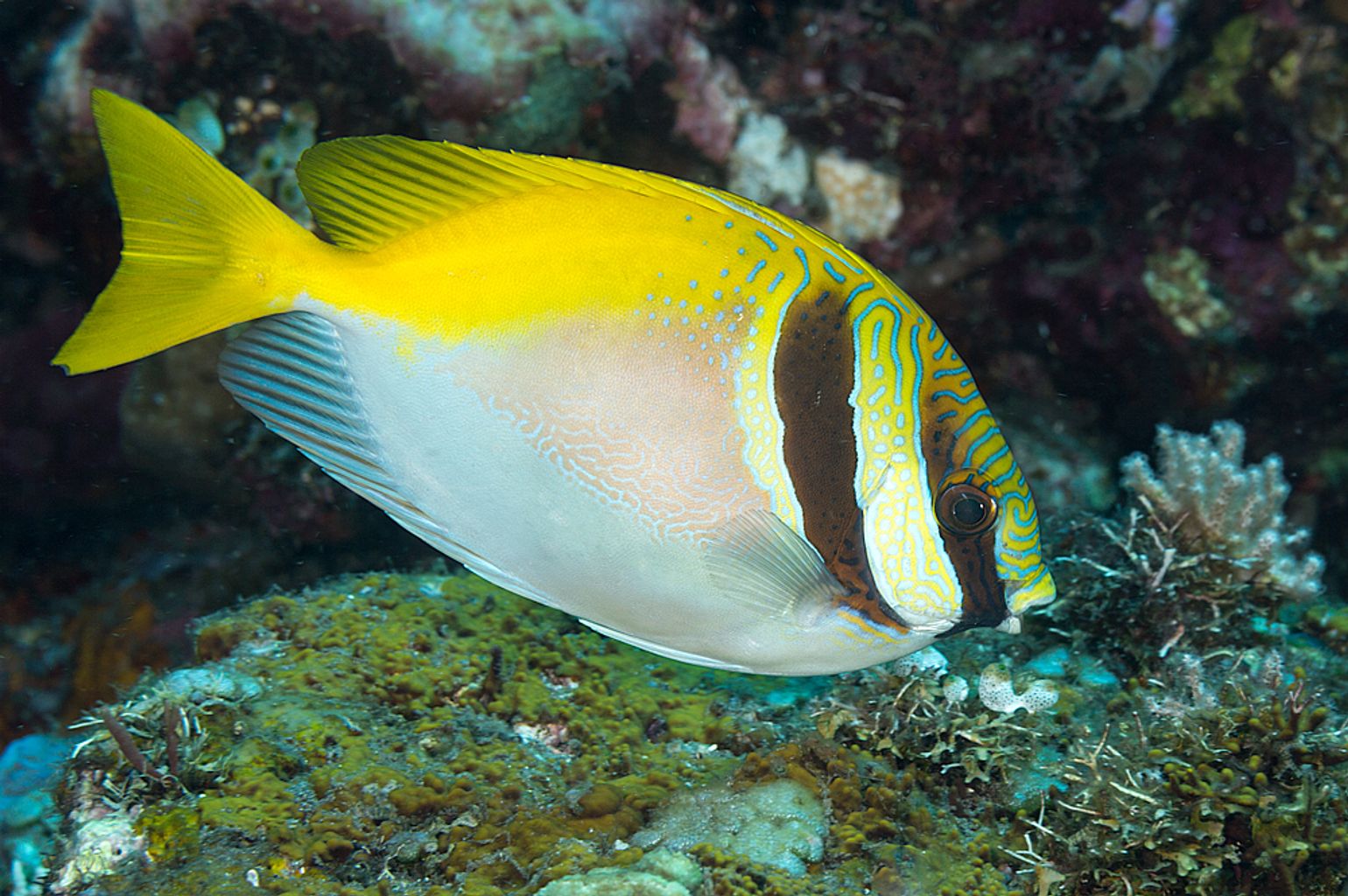 Two Barred Rabbitfish