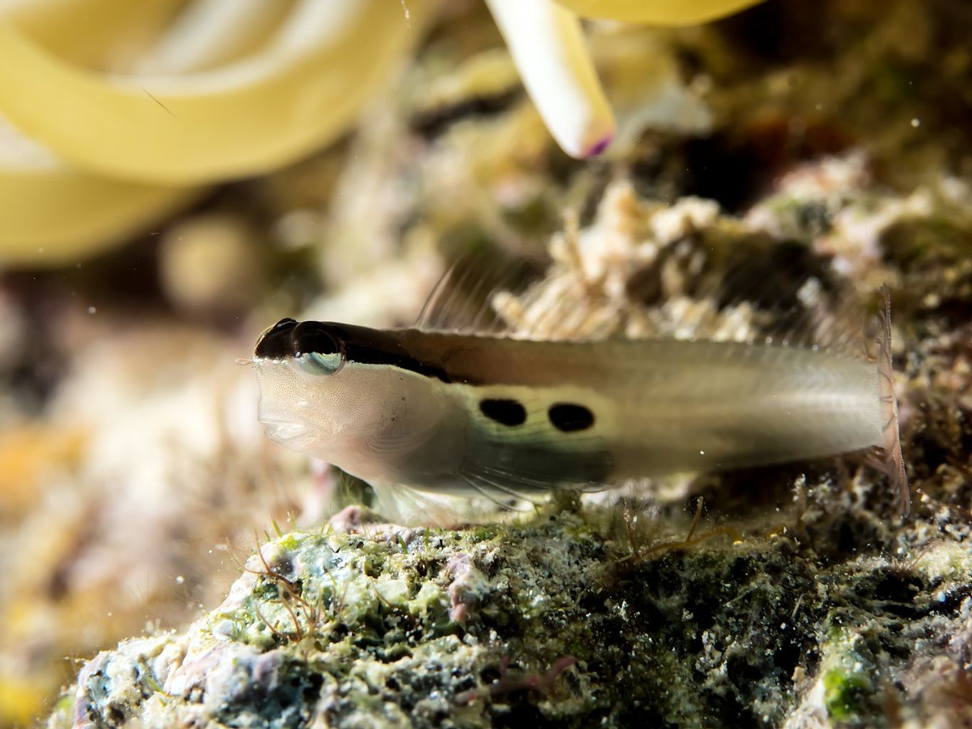 Two Spot Bimaculatus Blenny