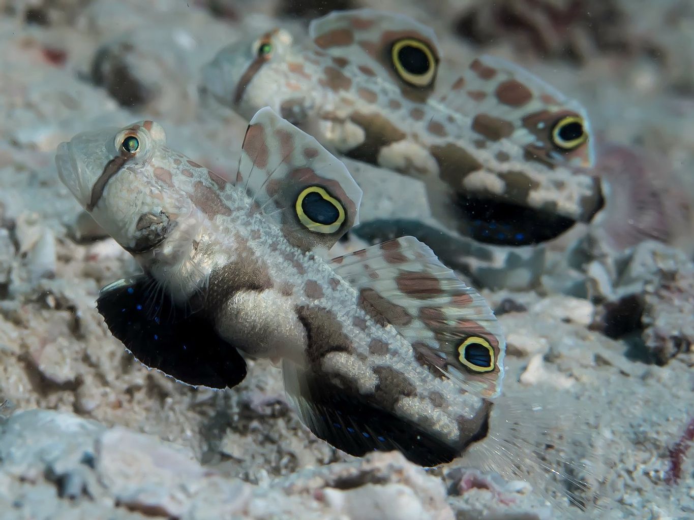 Two Spot Goby