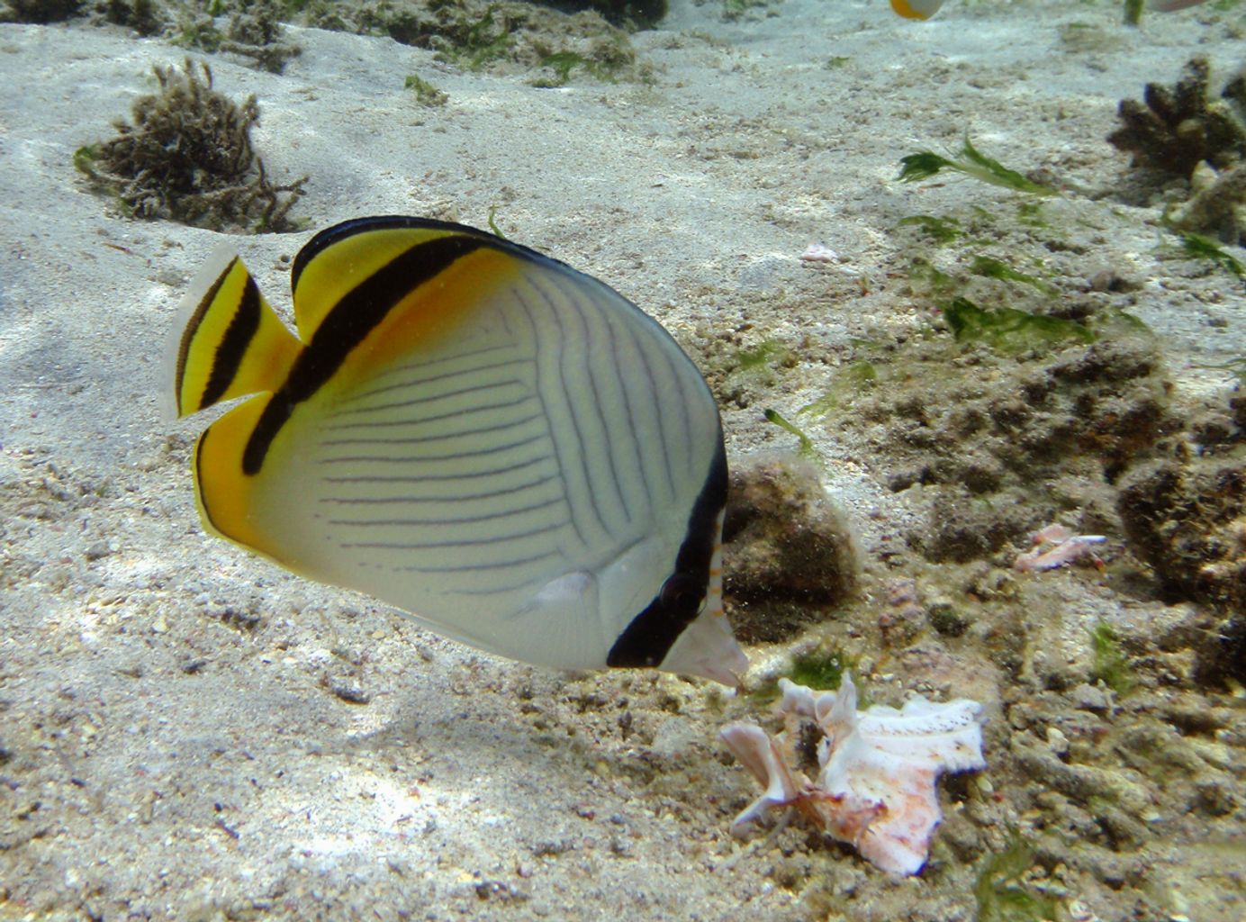 Vagabond Butterflyfish