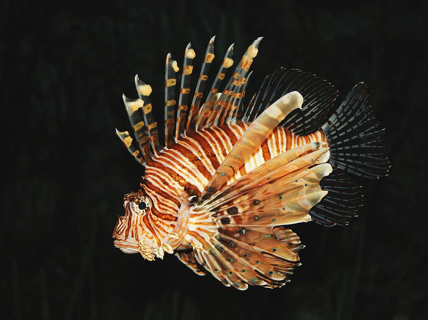 Volitan Lionfish