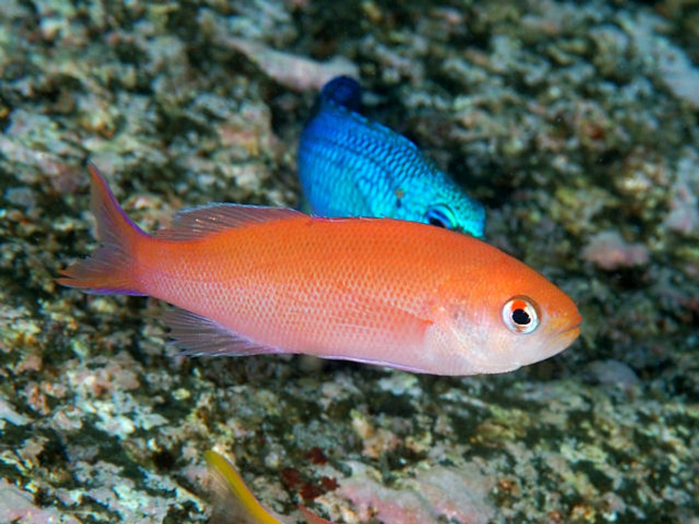 Waitei Anthias