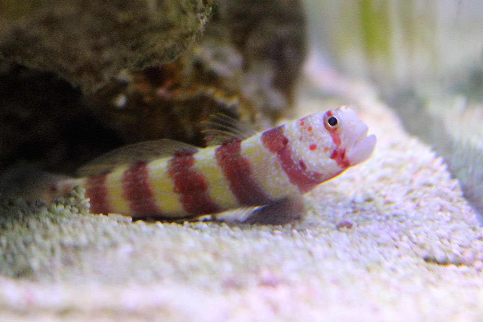 Wheeler's Shrimp Goby